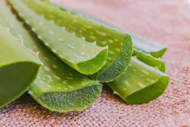 Aloe vera comme alternative au collagène